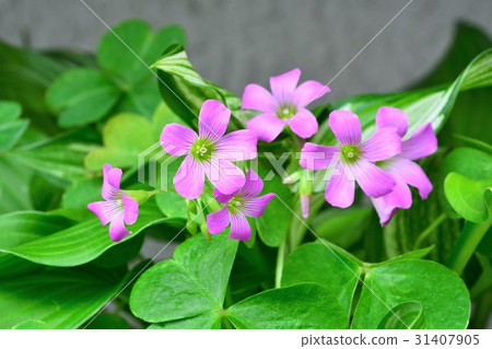 Murasaki Kabaki 31407905