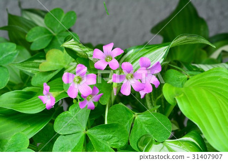 Murasaki Kabaki 31407907