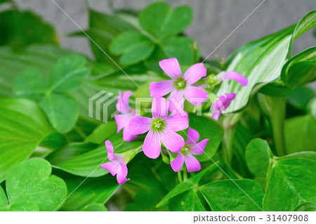 Murasaki Kabaki 31407908