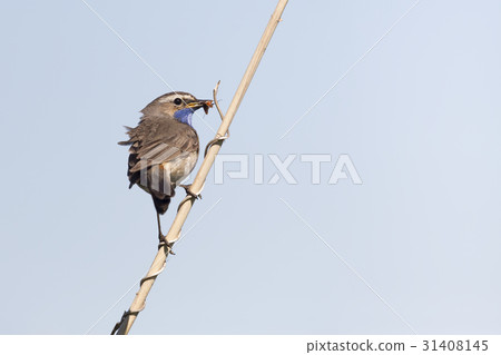 White-spotted bluethroat White-spotted bluethroat 31408145