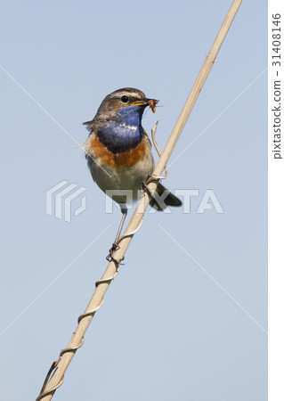 White-spotted bluethroat White-spotted bluethroat 31408146