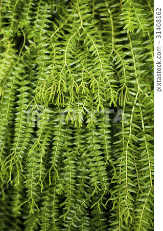 Closeup image of leaf of tropical fern 31408162