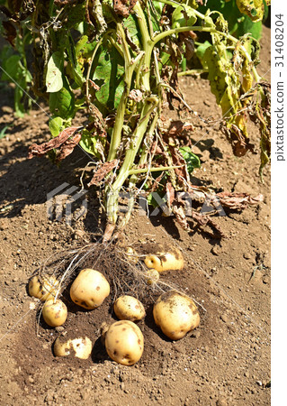 收穫土豆（Kitaka kari） 31408204