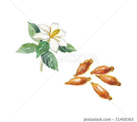Squirt flowers · fruit 31408365