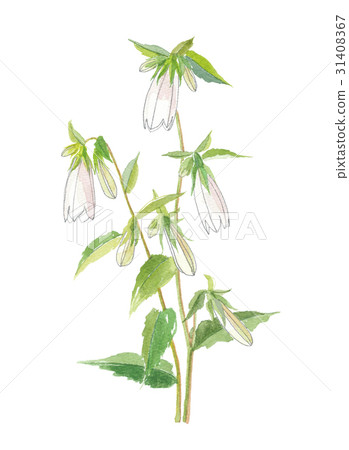 螢火蟲袋螢火蟲 螢火蟲袋螢火蟲 31408367