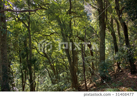 Elephant tree forest of Mt. Takao 31408477