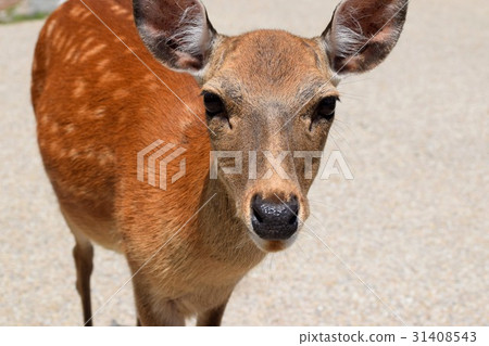 Tourist destination deer Tourist destination deer 31408543
