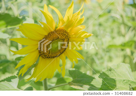 Yellow sunflower in a field 31408682
