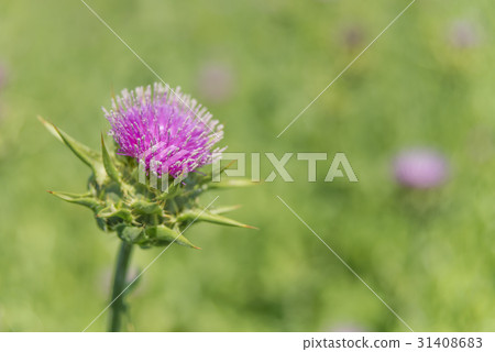 Milk thistle close-up 31408683