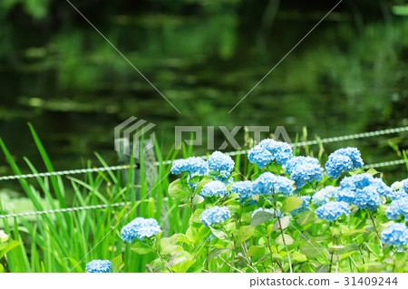 View of Senri Higashi-machi Park 31409244