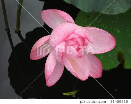 忍受Shinobazu池塘 31409516