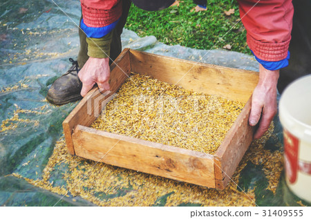 Sifting the grain through the sieve by hand 31409555
