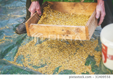 Sifting the grain through the sieve by hand 31409558