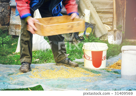 Sifting the grain through the sieve by hand 31409569