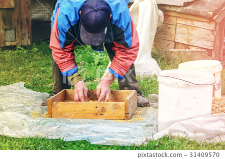 Sifting the grain through the sieve by hand 31409570