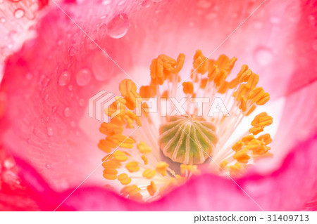 Poppy after the rain 31409713