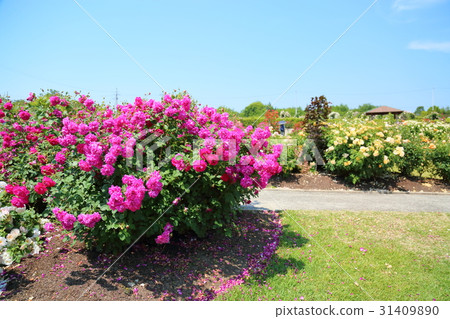 英國玫瑰園 31409890