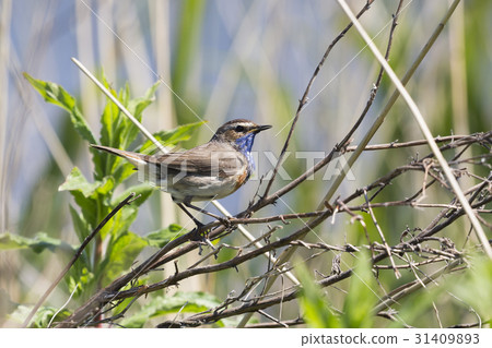 White-spotted bluethroat White-spotted bluethroat 31409893