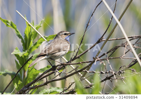White-spotted bluethroat White-spotted bluethroat 31409894