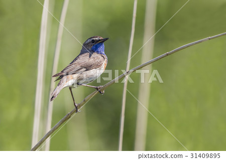 White-spotted bluethroat White-spotted bluethroat 31409895
