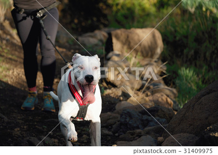 Dog and its owner taking part in a canicross race 31409975