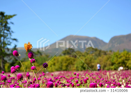Landscape of the Kuju Flower Park with Kuju Ruin in the background Landscape of the Kuju Flower Park with Kuju Ruin in the background 31410006