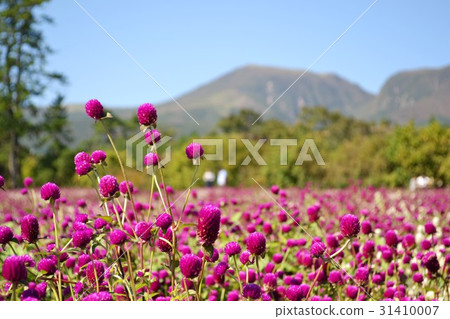 Landscape of the Kuju Flower Park with Kuju Ruin in the background Landscape of the Kuju Flower Park with Kuju Ruin in the background 31410007