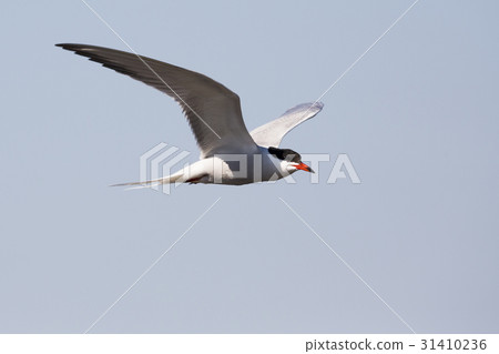 Common tern (Sterna hirundo) 31410236