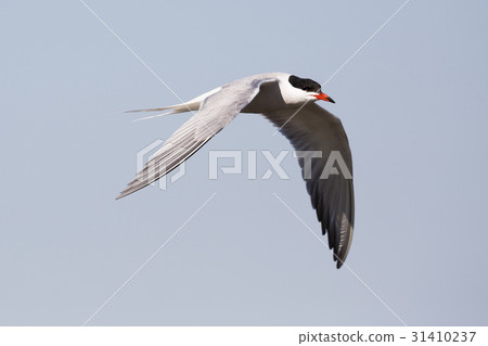 Common tern (Sterna hirundo) 31410237