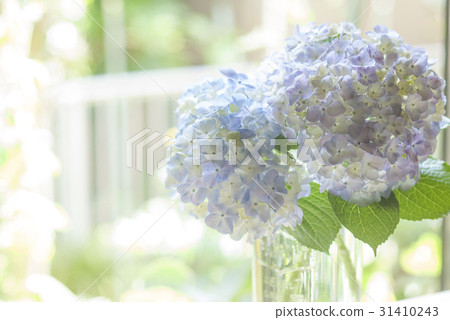 Light hydrangea Light hydrangea 31410243