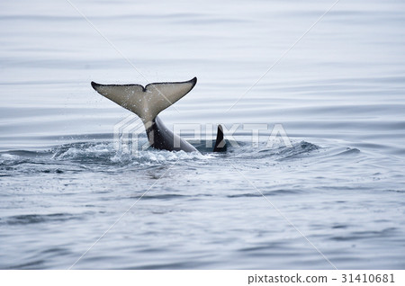 虎鯨 31410681
