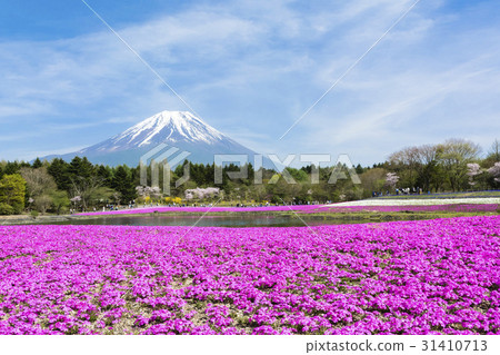 Fuji Shiba cherry tree Fuji Shiba cherry tree 31410713