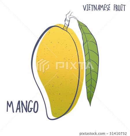 Hand drawn mango icon.Vector illustration Hand drawn mango icon.Vector illustration 31410732