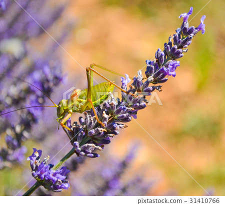 A locust on a lavender flower. 31410766