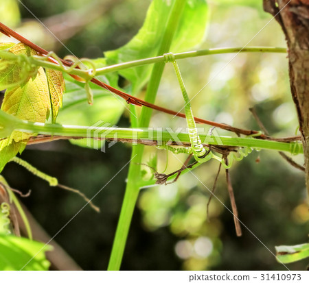 Spring wild grapes 31410973