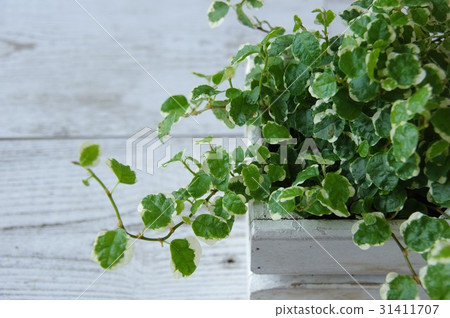 Phyxus Pumila 31411707