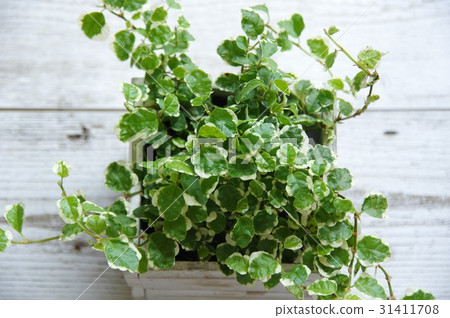 Pumira foliage plant 31411708