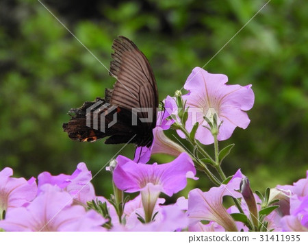 蝴蝶 31411935