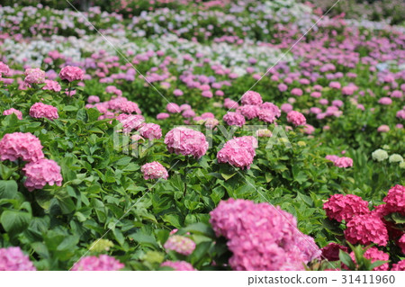 [Chiba, Hydrangea mansion] Hydrangea 31411960
