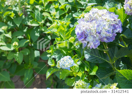 繡球花繡球花繡球花雨季 31412541