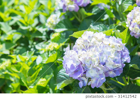 Hydrangea hydrangea hydrangea rainy season Hydrangea hydrangea hydrangea rainy season 31412542