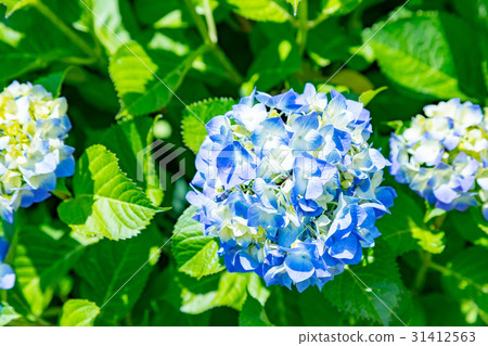 繡球花繡球花繡球花雨季 繡球花繡球花繡球花雨季 31412563