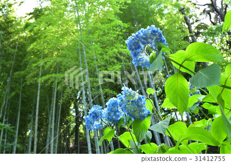 Hydrangea and bamboo grove in Kamakura / Nagetsuin 31412755