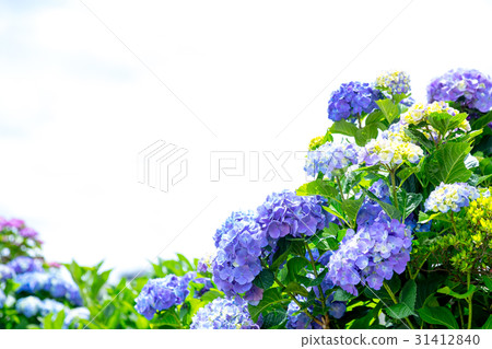 Hydrangea hydrangea hydrangea rainy season 31412840