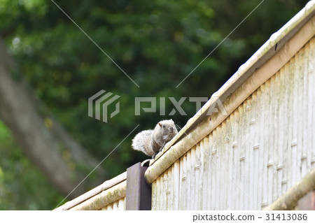 Taiwan squirrel 31413086