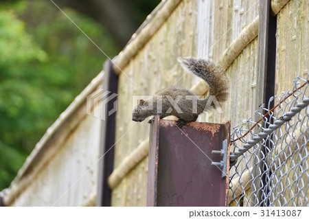 Taiwan squirrel Taiwan squirrel 31413087