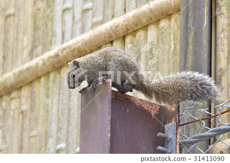 Taiwan squirrel 31413090