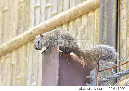 Taiwan squirrel 31413091