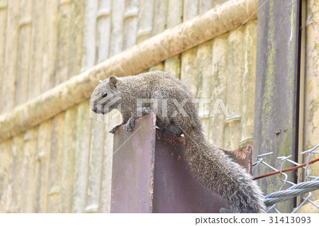 Taiwan squirrel 31413093