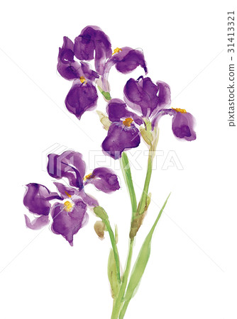 Shabu iris iris watercolor - Stock Illustration [31413321] - PIXTA